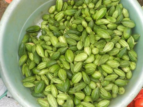 Những món rau rừng đỉnh nhất ăn là nghiện của vùng tây bắc