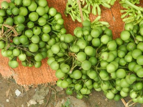Những món rau rừng đỉnh nhất ăn là nghiện của vùng tây bắc