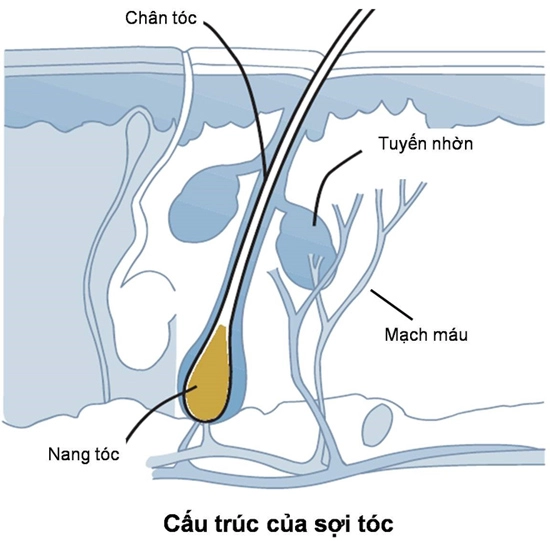 Phải làm sao khi đối mặt với tóc rụng - thưa - yếu