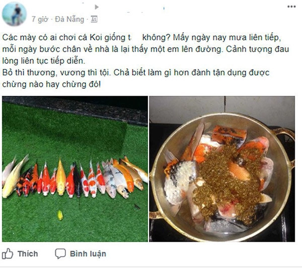 Sau đợt mưa đà nẵng chàng trai mang cá koi bạc triệu đi kho khiến dân mạng tranh cãi