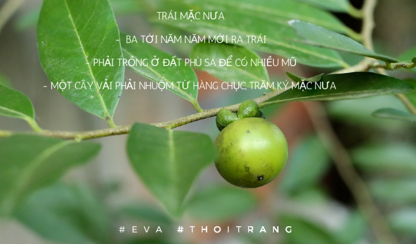 Quốc phục của việt nam tại hoa hậu trái đất 2017 được may bằng lụa lãnh mỹ a